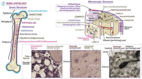 Anatomy & Physiology: Bone Histology | ditki medical & biological sciences