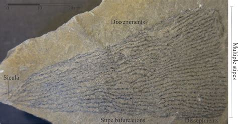 Graptolite morphology for sedimentologists - Geological Digressions