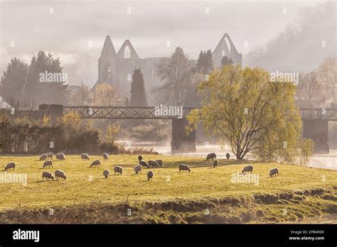 View of flock of sheep grazing in pasture and ruins of Cistercian Abbey ...