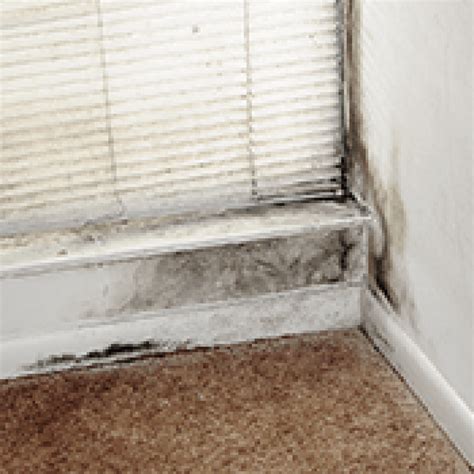 Mold on Walls: Our Guide to Identification and Removal