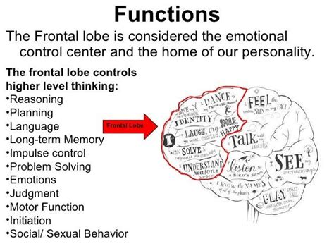 Frontal Lobe function - Anatomy Info