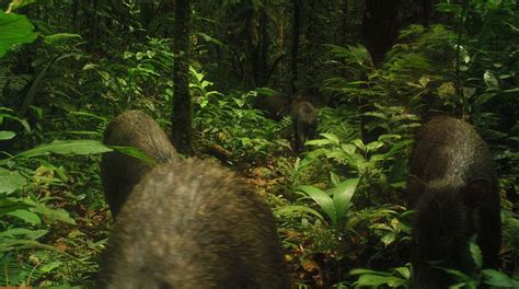 10 Amazing Facts About the Amazon Rainforest in Ecuador - Shiripuno ...