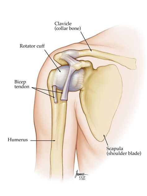 Dislocated Shoulder: Causes, Treatment & Prevention