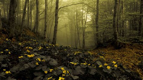 Forest Floor Wallpapers - Wallpaper Cave