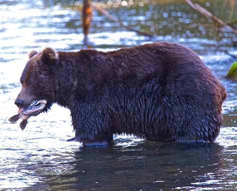 Wildlife Gallery - Glacier Bay Country Inn