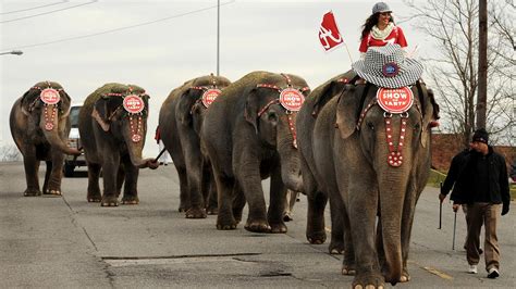 Ringling Bros. and Barnum & Bailey Circus ending elephant acts - ABC7 ...