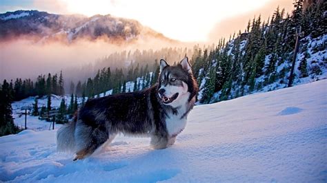 Siberian Husky Snow Wallpaper