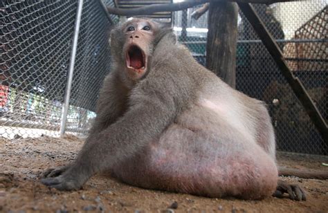 Thailand's chunky monkey on diet after gorging on junk food | WOAI