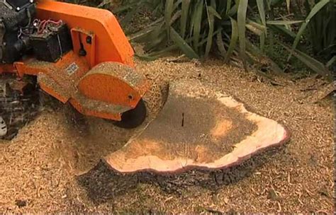 Tree Root Removal Cost Guide 2025 - (Cutting Exposed Tree Roots)