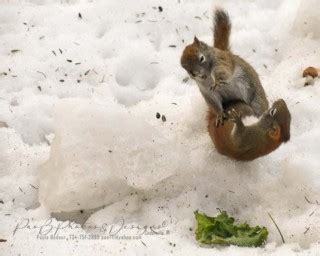 Photographer Captures Squirrels Fighting Over Lettuce | PetaPixel