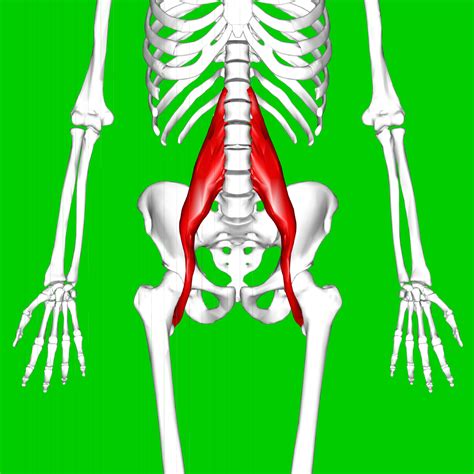 Psoas major muscle - Wikipedia