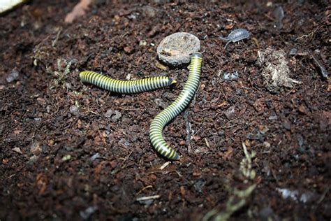 Bumblebee millipede eggs/what is this? - Reptile Forums