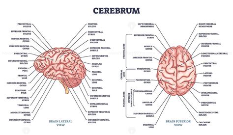 Cerebrum structure and human brain sections and parts anatomy outline ...