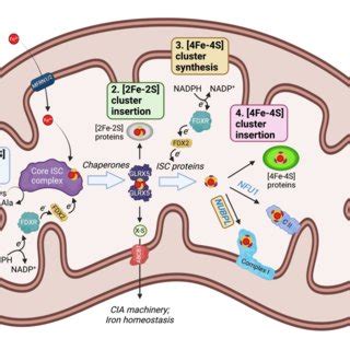 Fe-S cluster synthesis in the mammalian mitochondrion. Iron-sulfur ...