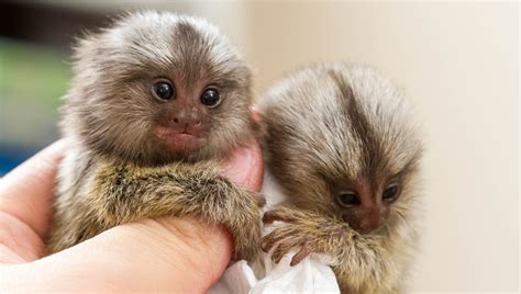 Finger Monkey Pets