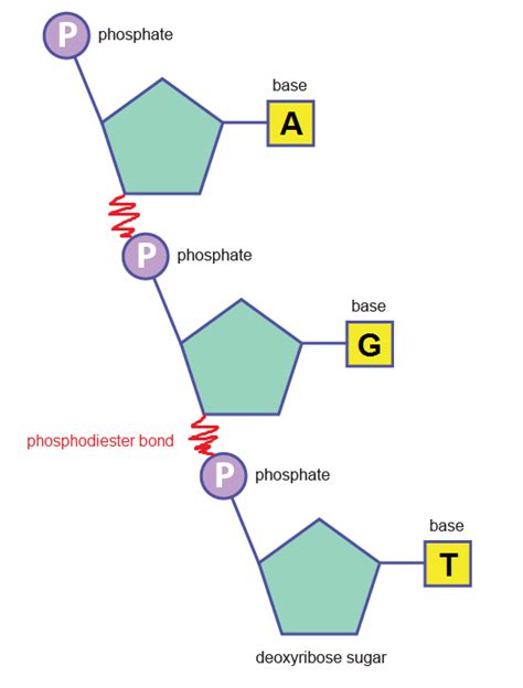 DNA Structure (WJEC) | The A Level Biologist - Your Hub