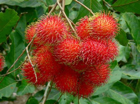 Rambutan | Mediko.ph