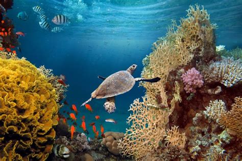 The Alarming Decline in Coral Reefs Around the World - Best Shopping Guide