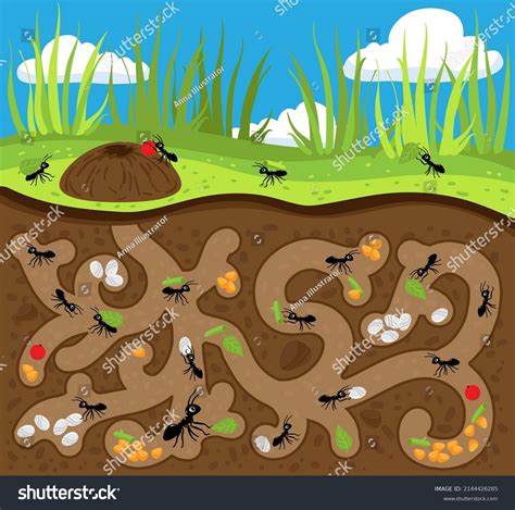 881 Underground Ant Images, Stock Photos & Vectors | Shutterstock