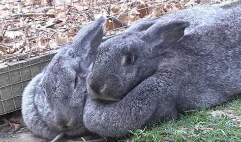 Flemish Giant Rabbits: Care and Breeding - Northern Nester