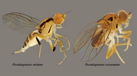 NUS researchers discover two new rare species of 'baby-killer' flies