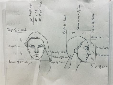 Face proportions guide : r/learnart