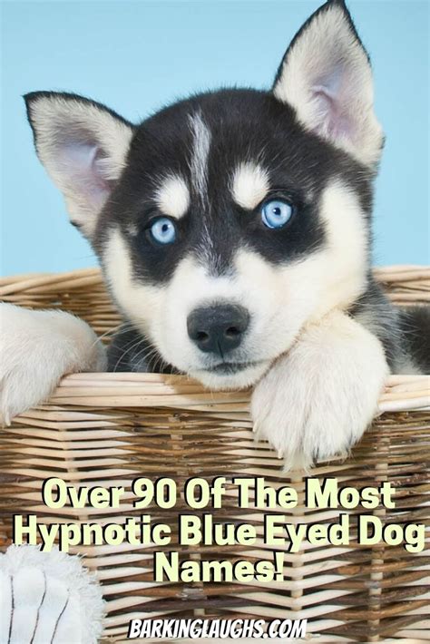 Over 100 Of The Most Hypnotic Blue Eyed Dog Names | Blue eyed dog, Blue ...