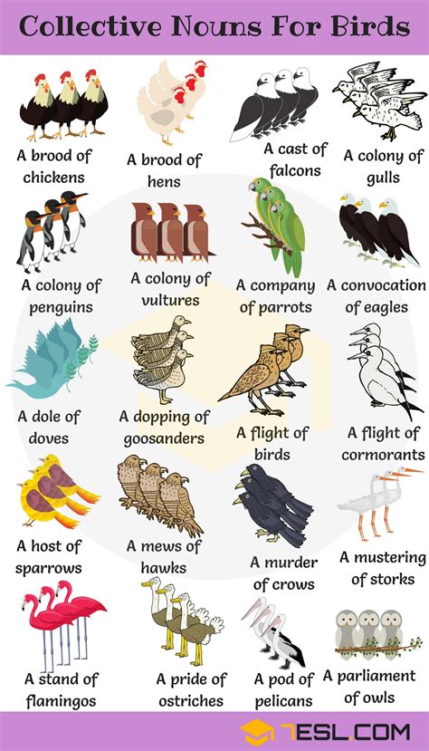 Common Animal Group Names