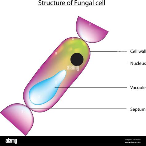 Structure of fungal cell, cells contain membrane-bound organelles and ...