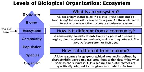 Ecosystem (Ecology) — Definition & Examples - Expii