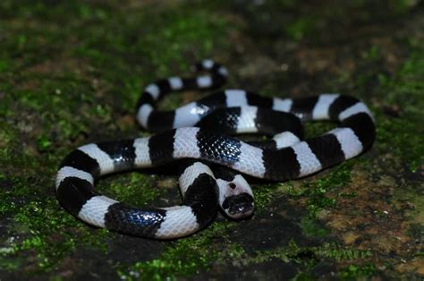 Most Venomous Snakes Of The World Snakes | Images and Photos finder