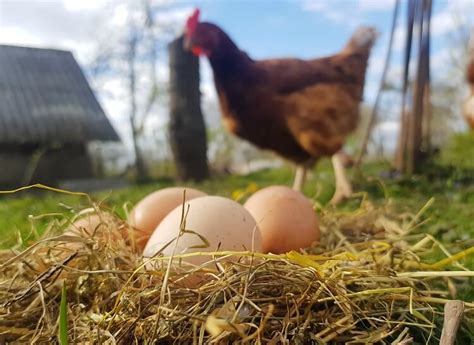 Which Chickens Are Laying Eggs 3 Sure Ways To Tell Chickens And More