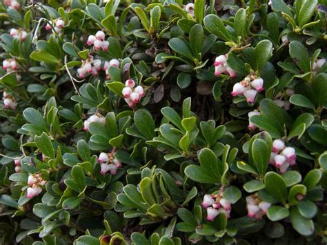 14 Small Evergreen Shrubs - Bushes for a Tiny Garden