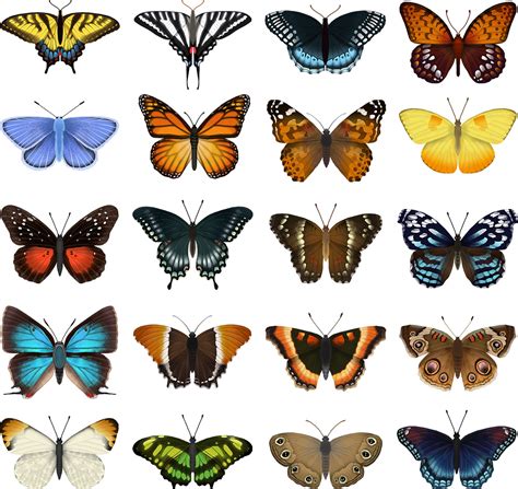 Eleanor Lutz - Butterfly Identification Chart