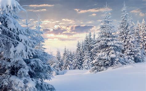 HD wallpaper: Winter forest with snow, trees, clouds | Wallpaper Flare