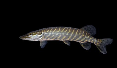 Muskie Fish: Biology, Habitat - FishOnTips