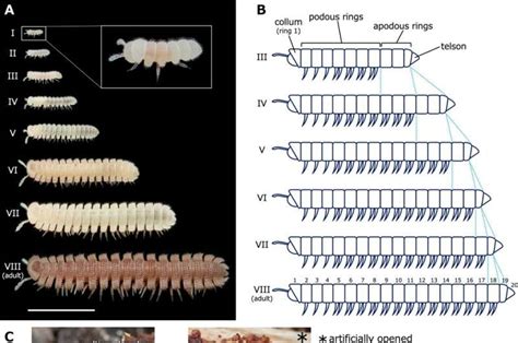 New legs on millipede Niponia nodulosa appear before molting, not just ...