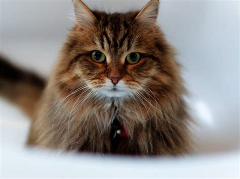 Siberian Cat - Cat Breed Guide | Spot