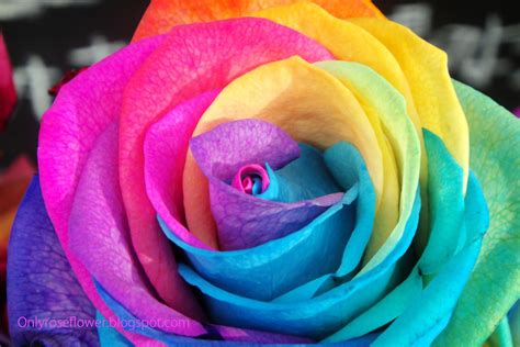 Awesome Multicolor Rose || Only beautiful Roses