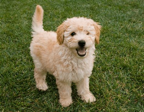 53+ Golden Retriever Poodle Mix Puppy Picture - Codepromos