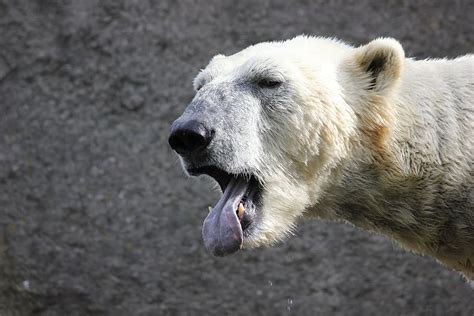 HD wallpaper: polar bear, white bear, tongue, yawn, zoo, animal, animal ...