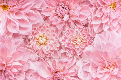 Pastel pink flowers layout, close up ~ Arts & Entertainment Photos ...