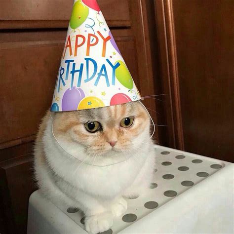 Cat Birthday Party Meme - pic-source