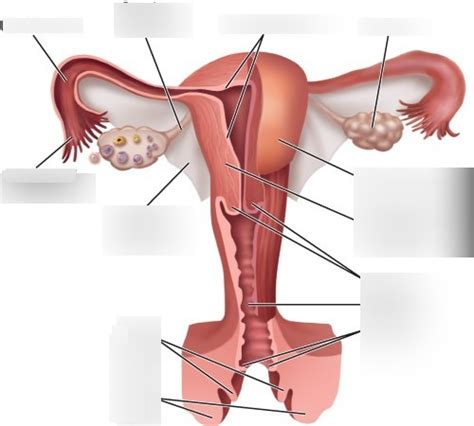 anterior uterus repro Diagram | Quizlet