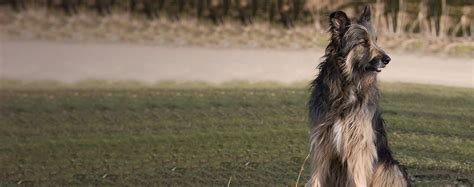 Top Activities For Tibetan Wolfhounds - Wag!