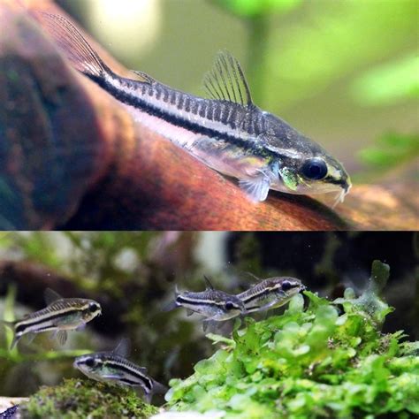 Buy Now Pygmy Corydoras £2.95 - cuaquatics.co.uk