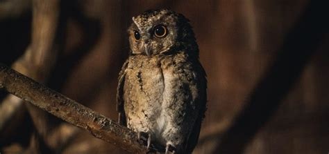 Owl Sound in the Night | Free Sound Effects | Animal Sounds