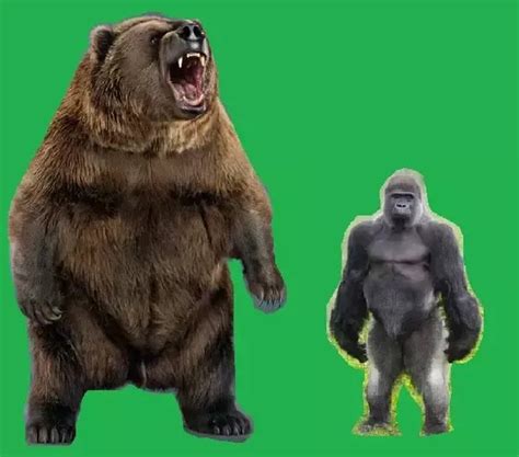 Gorilla VS Grizzly | Sherdog Forums | UFC, MMA & Boxing Discussion