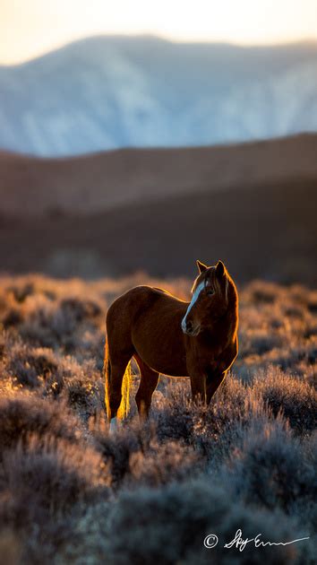 Lake Tahoe Photo Gallery | Lake Tahoe Wildlife