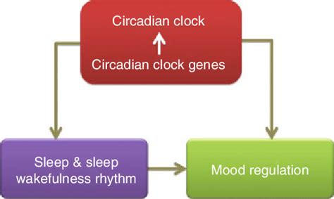 1 Basic relationship of circadian rhythm, sleep, and mood regulation ...